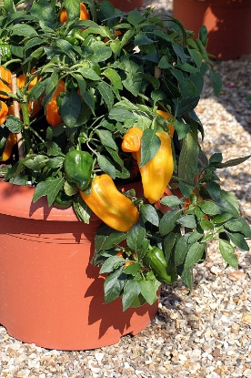 Picture of Mohawk F1 Sweet Pepper